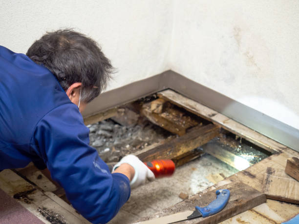Best Post-Flood Mold Remediation in Dale, IN