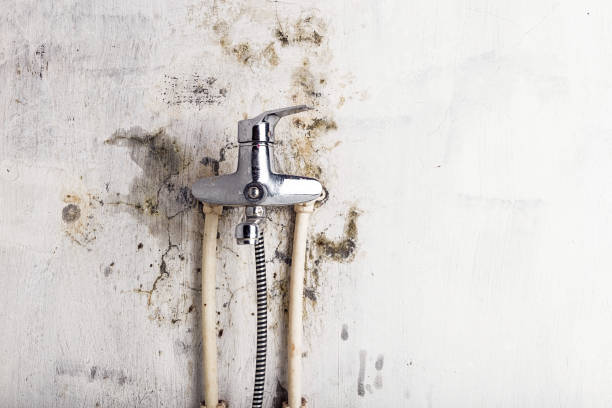 Best Emergency Mold Remediation in Dale, IN