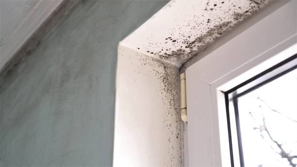 Best Basement Mold Remediation in Dale, IN