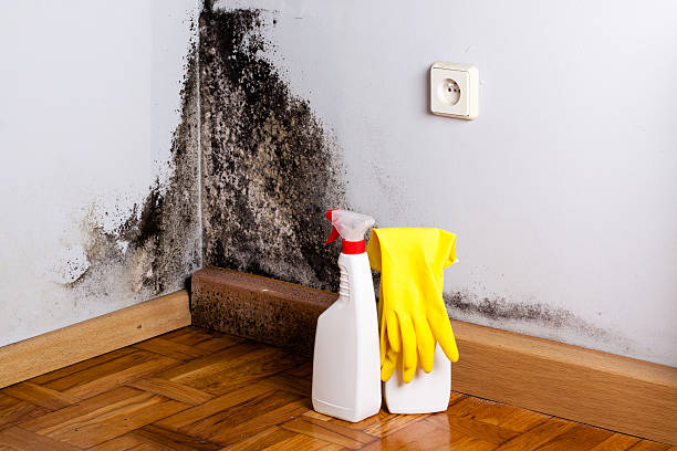 Best Residential Mold Remediation in Dale, IN